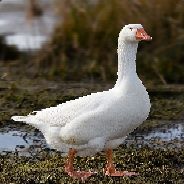 The Goose-